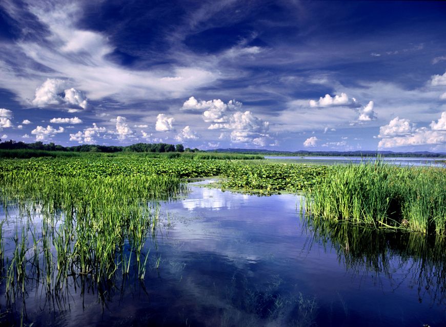 A river with grasses growing out of the water.