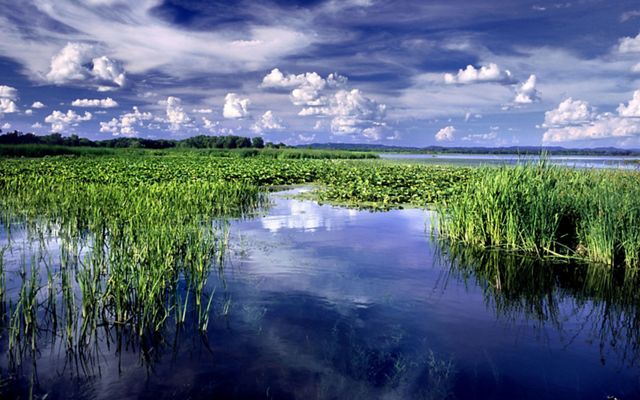 Photo of green wetlands and blue sky with white, puffy clouds.
