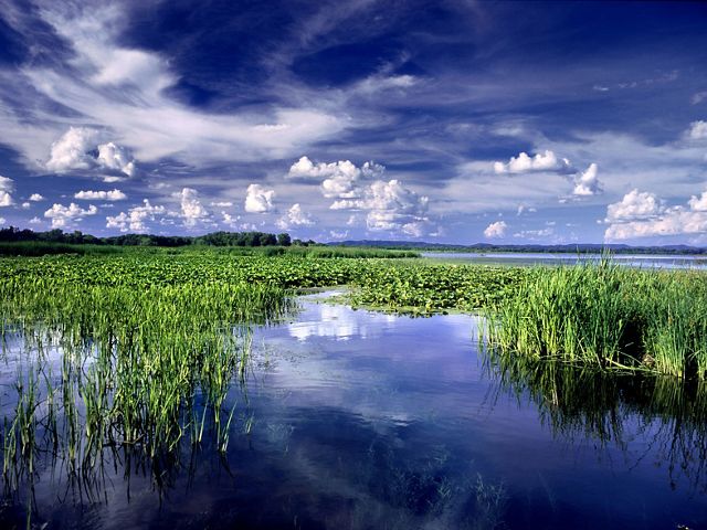 Photo of green wetlands and blue sky with white, puffy clouds.
