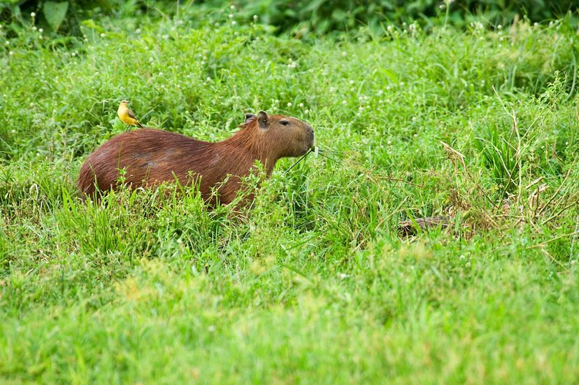 A yellow bird perches on the rump of a capybara as it munches grass.