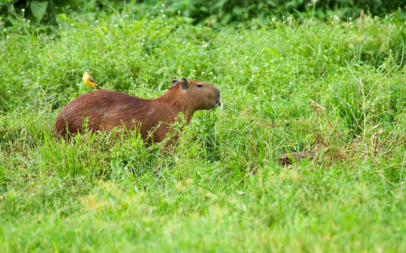 Cattle tyrant (Machetornis rixosa) riding a capybara (Hydrochaeris hydrochaeris) in the Llanos grasslands of Venezuela.