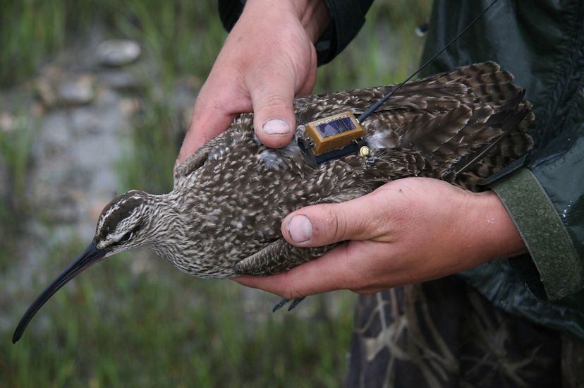 A person holds a brown speckled bird with a small tracking transmitter attached to its back.