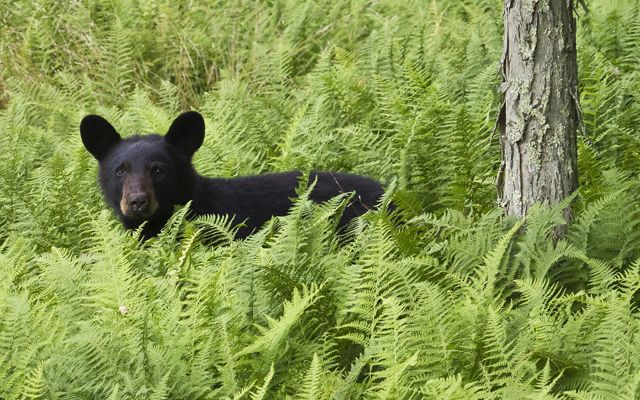 A black bear cub stands in chest deep green ferns looking directly at the camera.