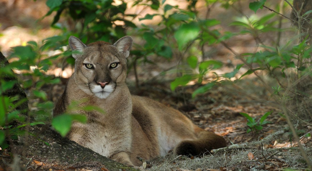 A photo of a Florida Panther laying in the grass.