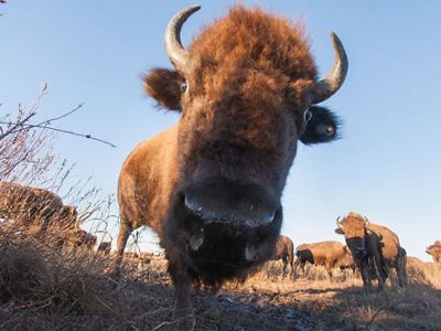 Close-up of an American bison caught by a camera trap hidden in the tallgrass.