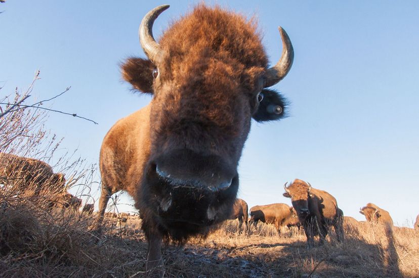 A bison looks down into a camera trap while the herd moves around behind it on an open prairie.