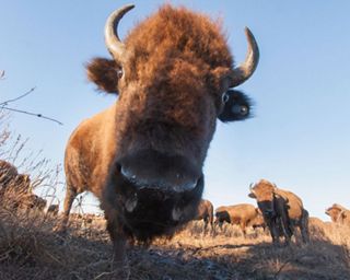 a close-up photo of a bison's face.
