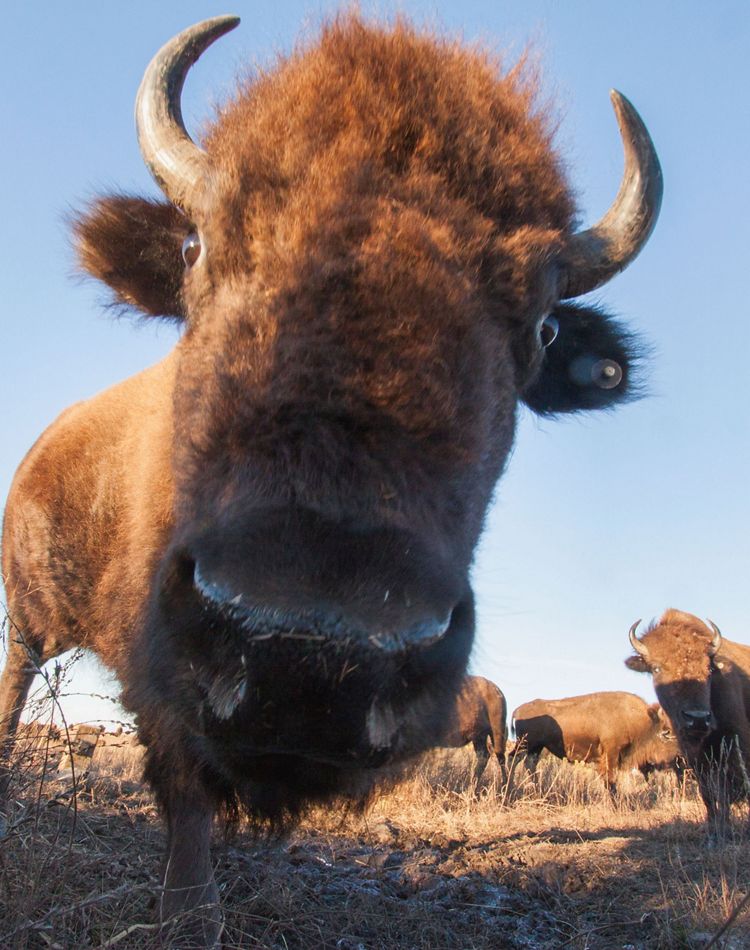 Close-up of a bison's face from a camera trap.