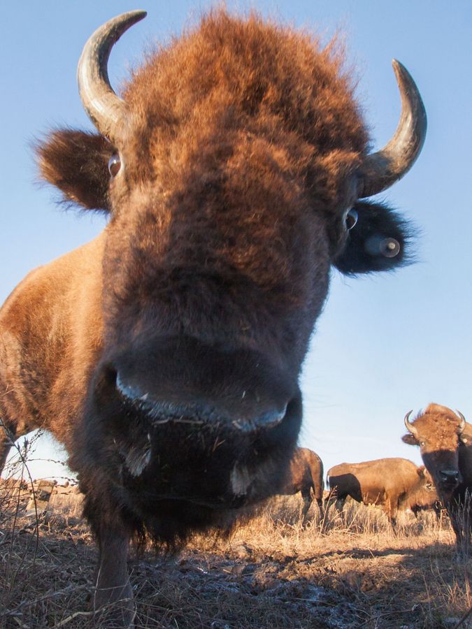 Close-up of a bison's face from a camera trap.