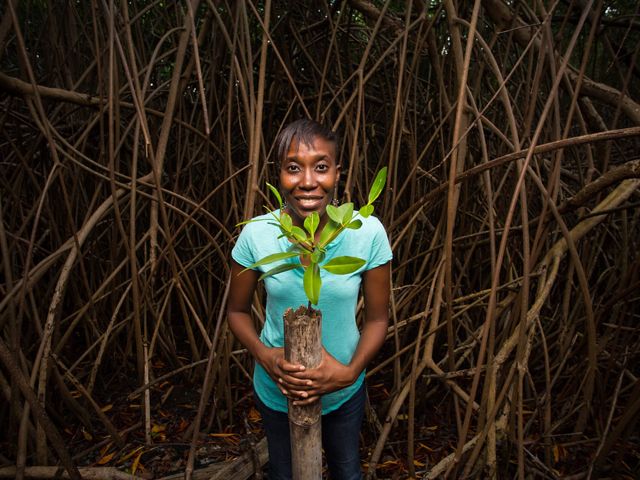 A woman holds a red mangrove cutting that's ready to be planted