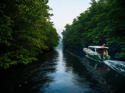 Mangroves in Indonesia