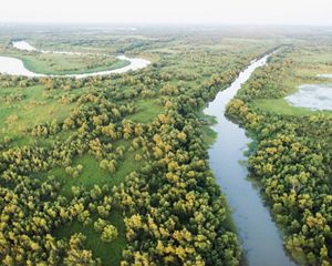 An aerial shot of a river system in the Wax Lake Delta.