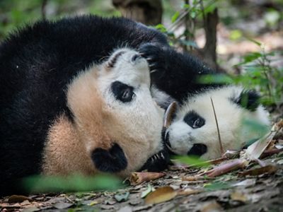 11_CHINA_615x405