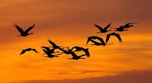 Silhouettes of sandhill cranes in flight in an orange sky.