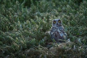 An owl sits in the grass looking directly at the camera.