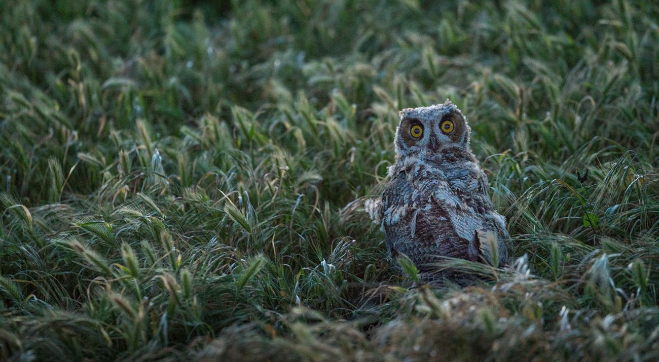 A great horned owl peeking out from the grass.