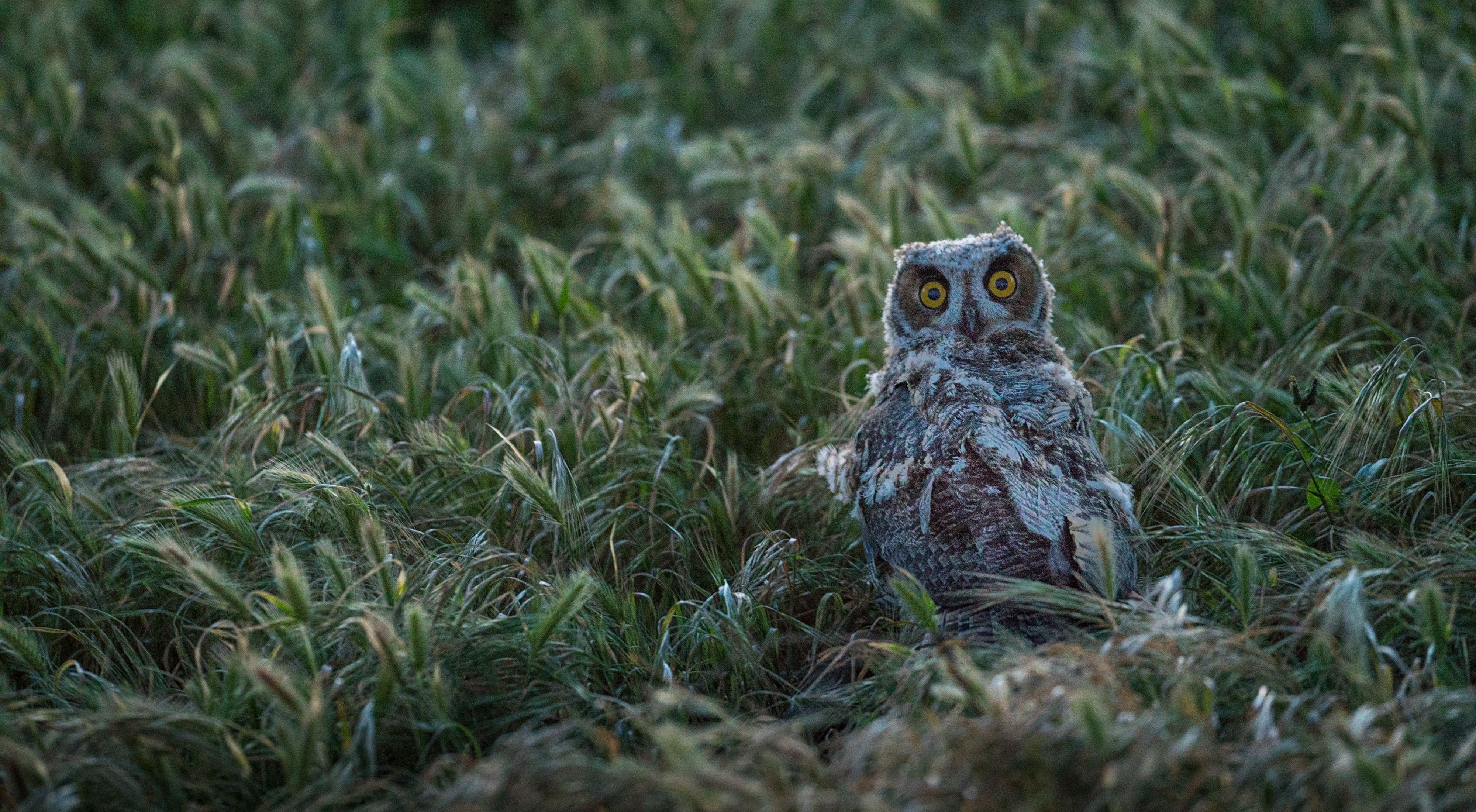 A great horned owl peeking out from the grass.