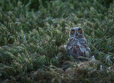 An owl amongst grass fronds stares with golden eyes.