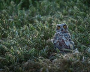 Great horned owl near entrance to Cojo Headquarters at Dangermond Preserve.