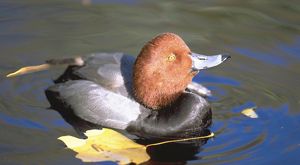 Redhead duck in the water next to a yellow leaf.