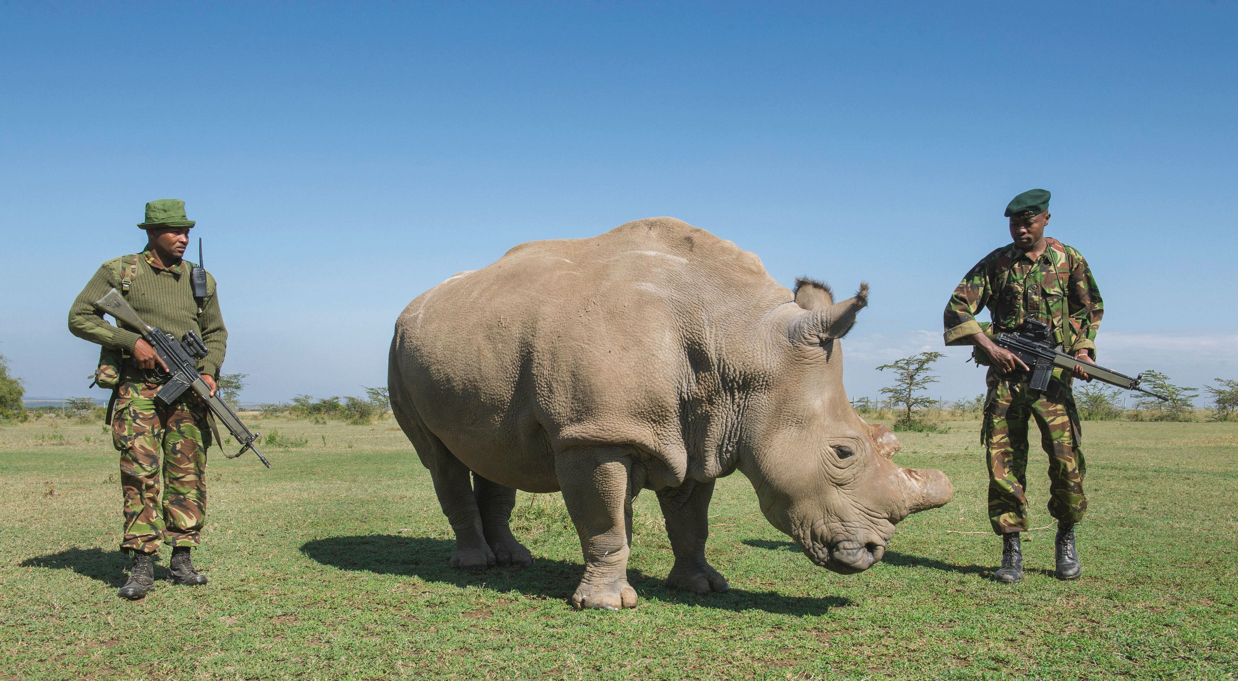 Sudan Rhino_640x400