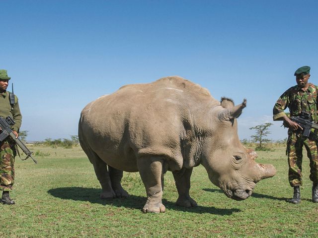 Armed guards watch over Sudan, one of four northern white rhinos (Ceratotherium simum cottoni) at Kenya’s Ol Pejeta Conservancy.