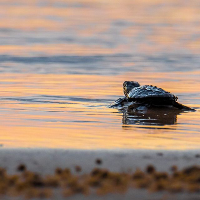 A newly hatched baby turtle walks across the wet sand towards the water.