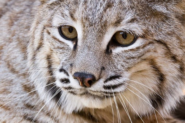 photographed in a captive situation but the species is common to the Appalachian highlands of West Virginia and ranges throughout much of the United States.
