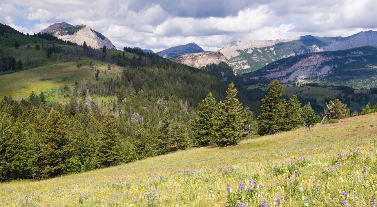 A meadow with trees and mountains in the distance.