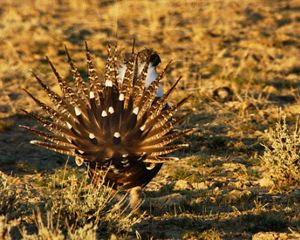 Sage grouse in a field