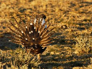 Sage grouse in a field