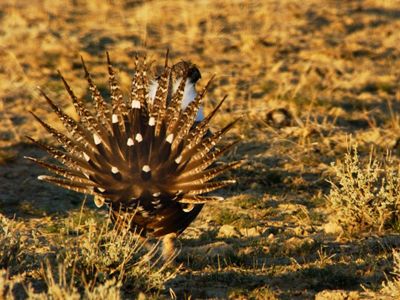 A large brown and white-speckled bird with many pointy tail feathers walks away from the camera.