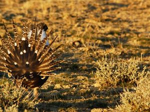 Greater sage-grouse in a field