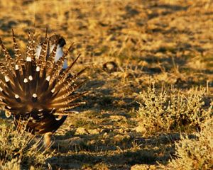 Greater sage-grouse in a field