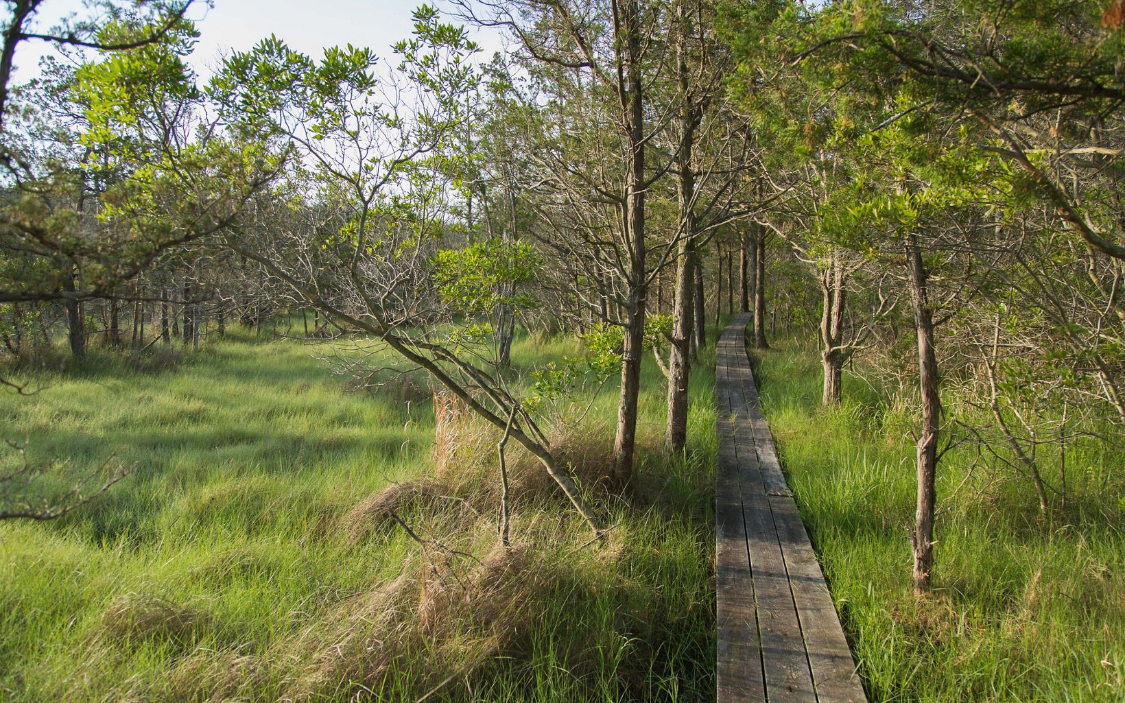 A narrow path built from wooden planks stretches into the distance between a stand of widely spaced trees. Tall grass fills the open space next to the path.