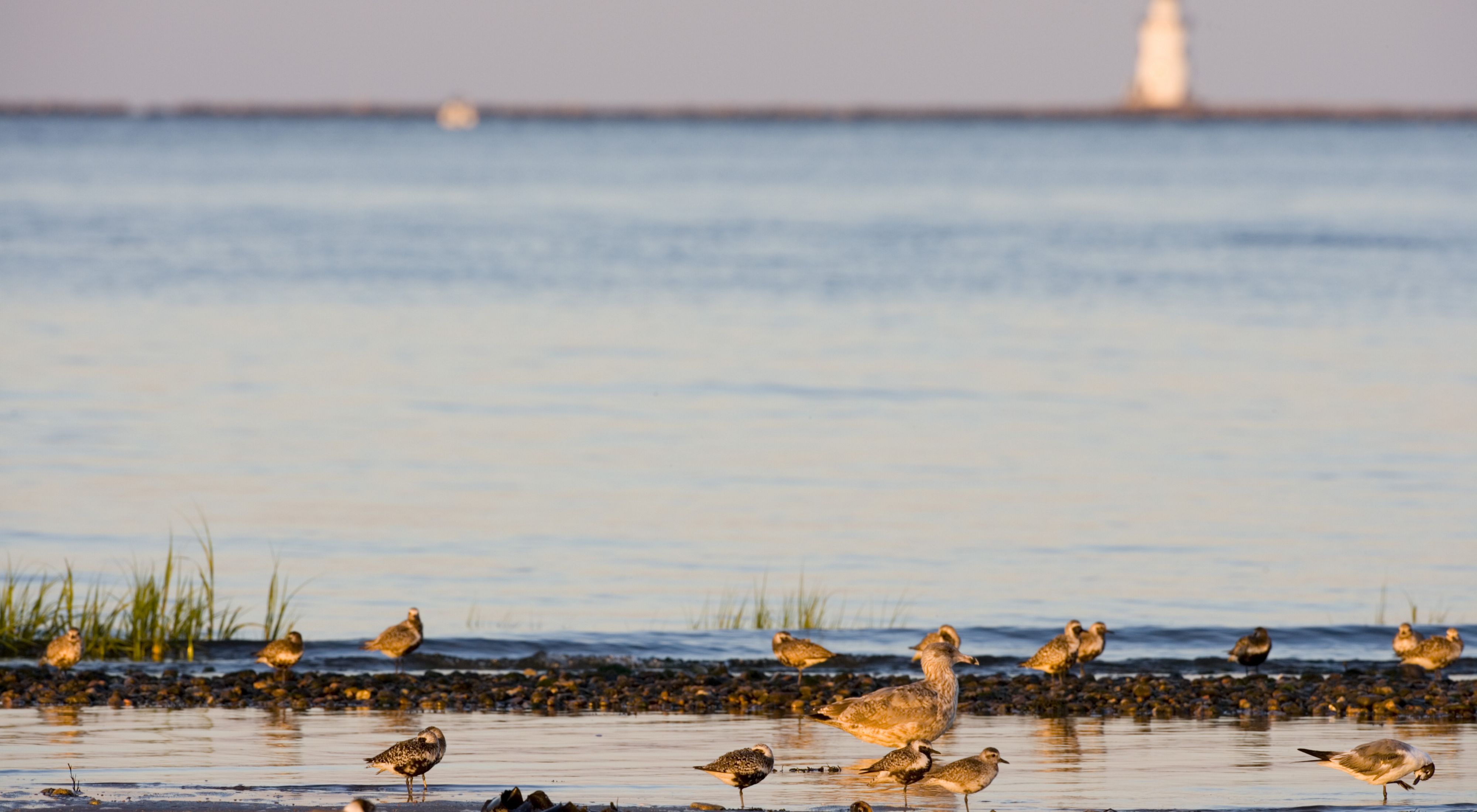 A mix of seabirds along a dark sandy bank with a calm s