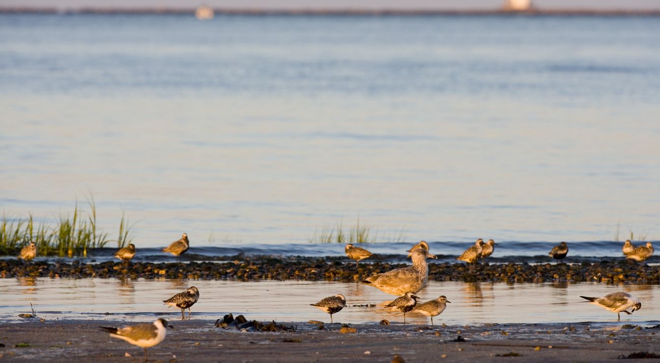 A mix of seabirds along a dark sandy bank with a calm sea.