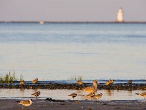 Plovers and gulls at Griswold Point Preserve in Old Lyme.