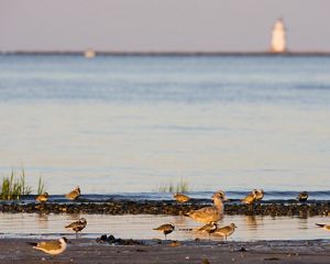 Birds rest along a sandy shoreline next to calm ocean waters.
