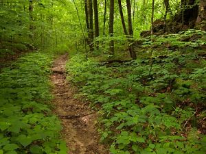 A brown path winds through a lush green forest.