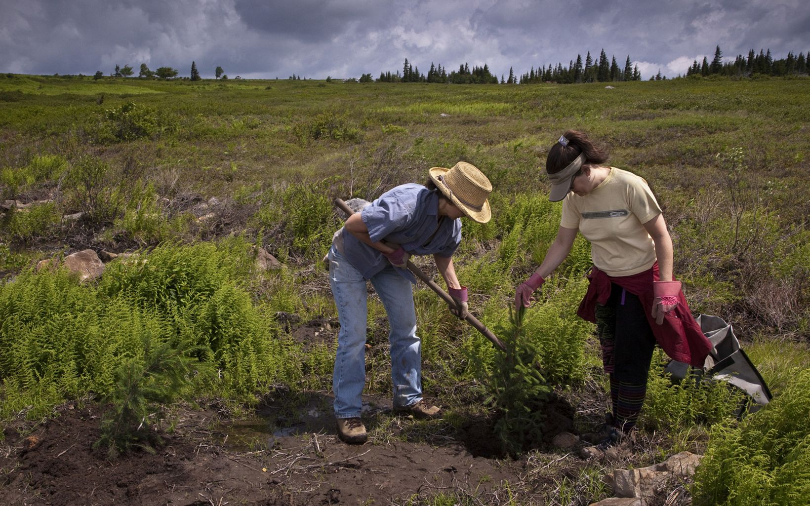 TNC Staff planting trees at the Bear Rocks Preserve.