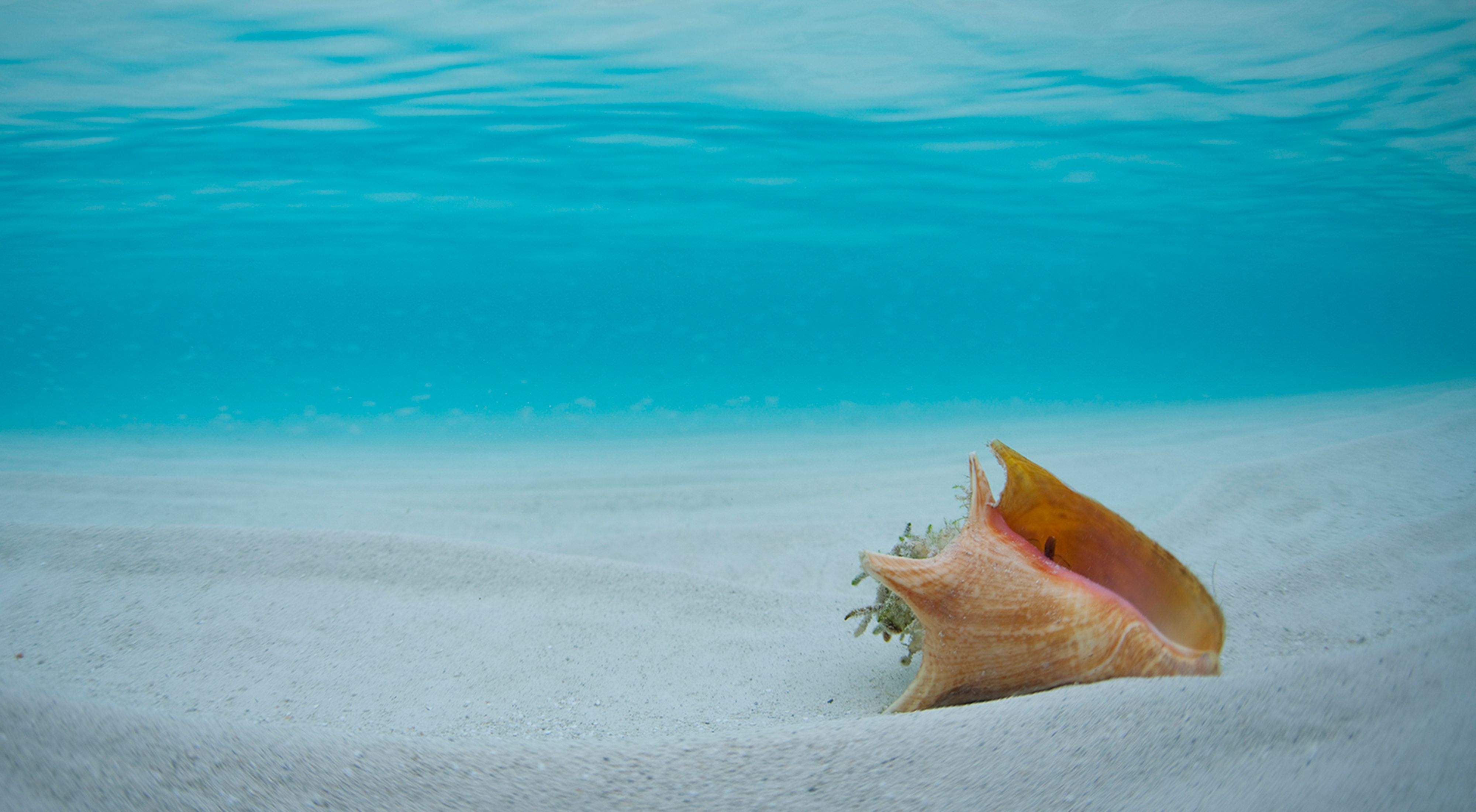 A queen conch in the Exuma Cays of The Bahamas