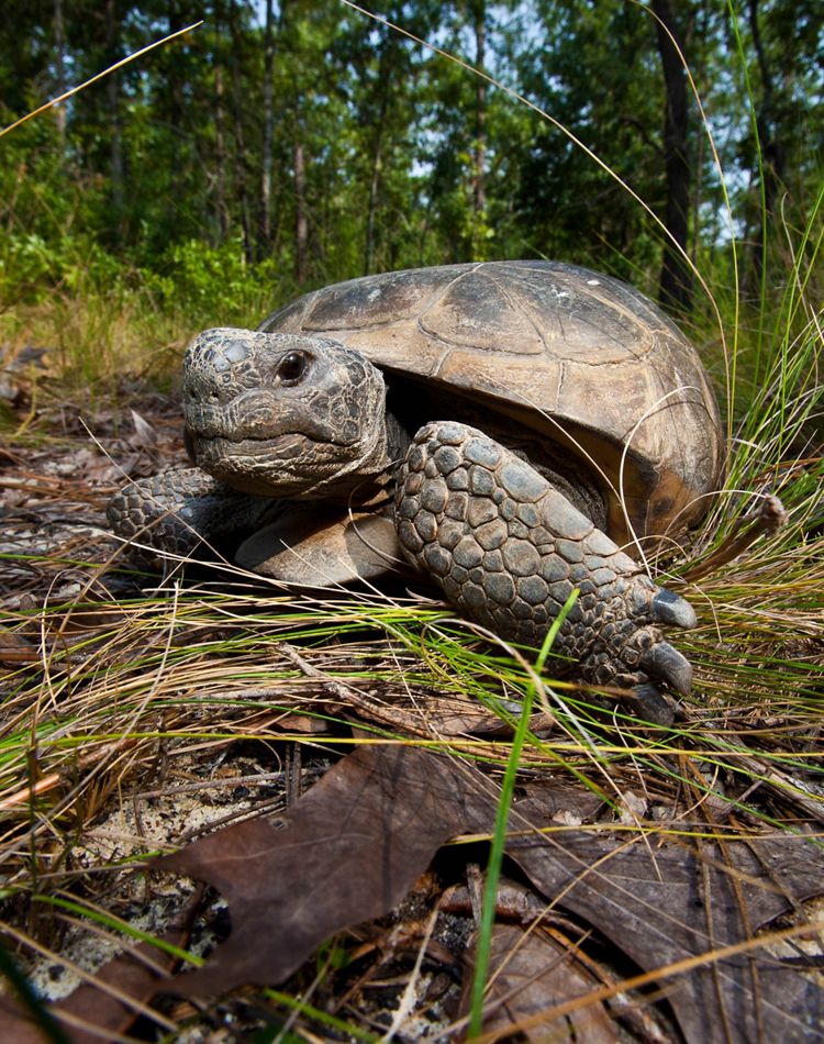 A gopher tortoise crawls over a clump of grass
