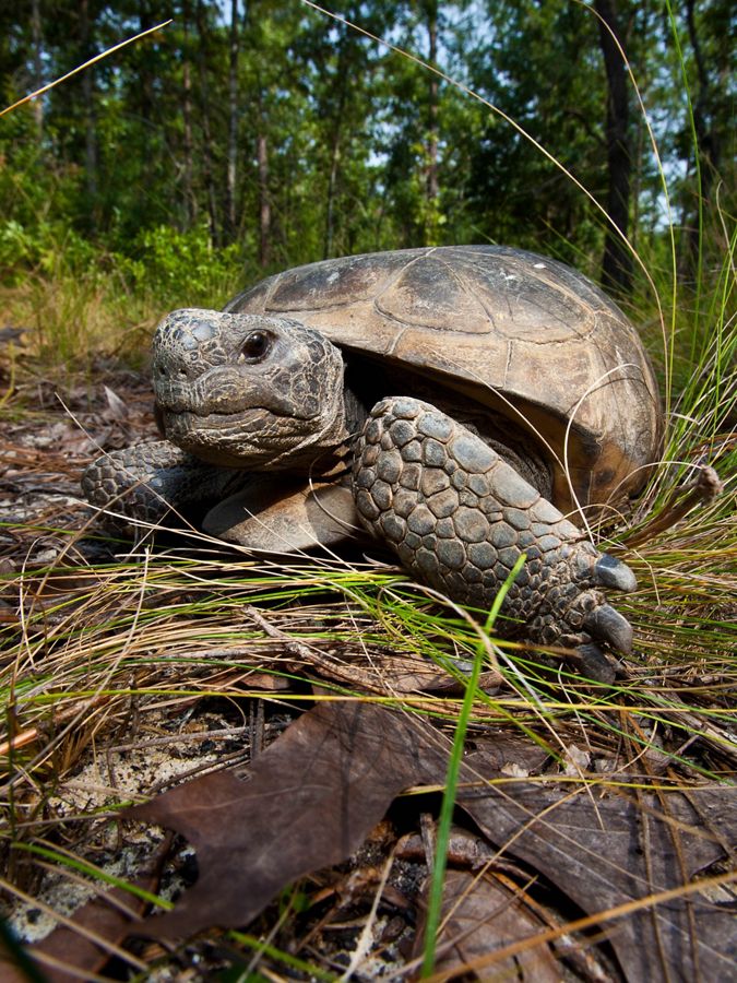A gopher tortoise crawls over a clump of grass