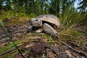 An adult gopher tortoise among vegetation at the Charles Harrold Preserve in eastern Georgia.