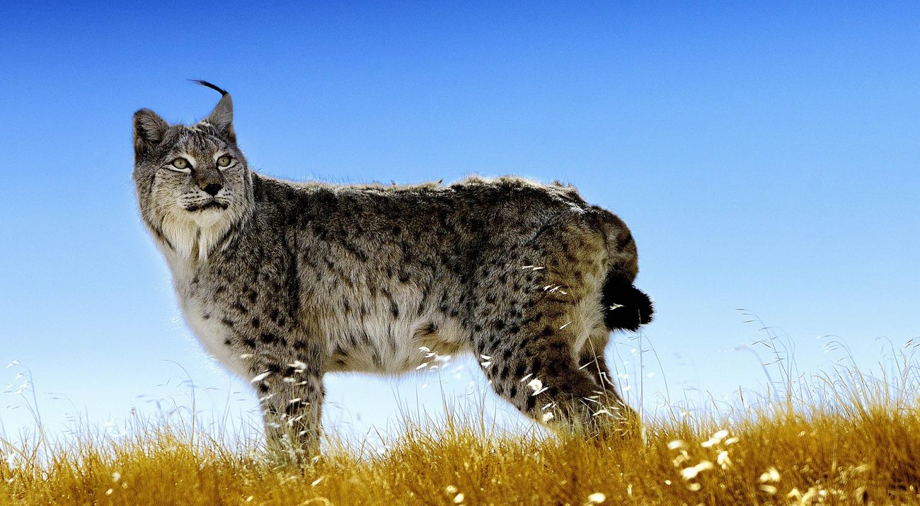 a spotted feline on yellow grass against a blue sky