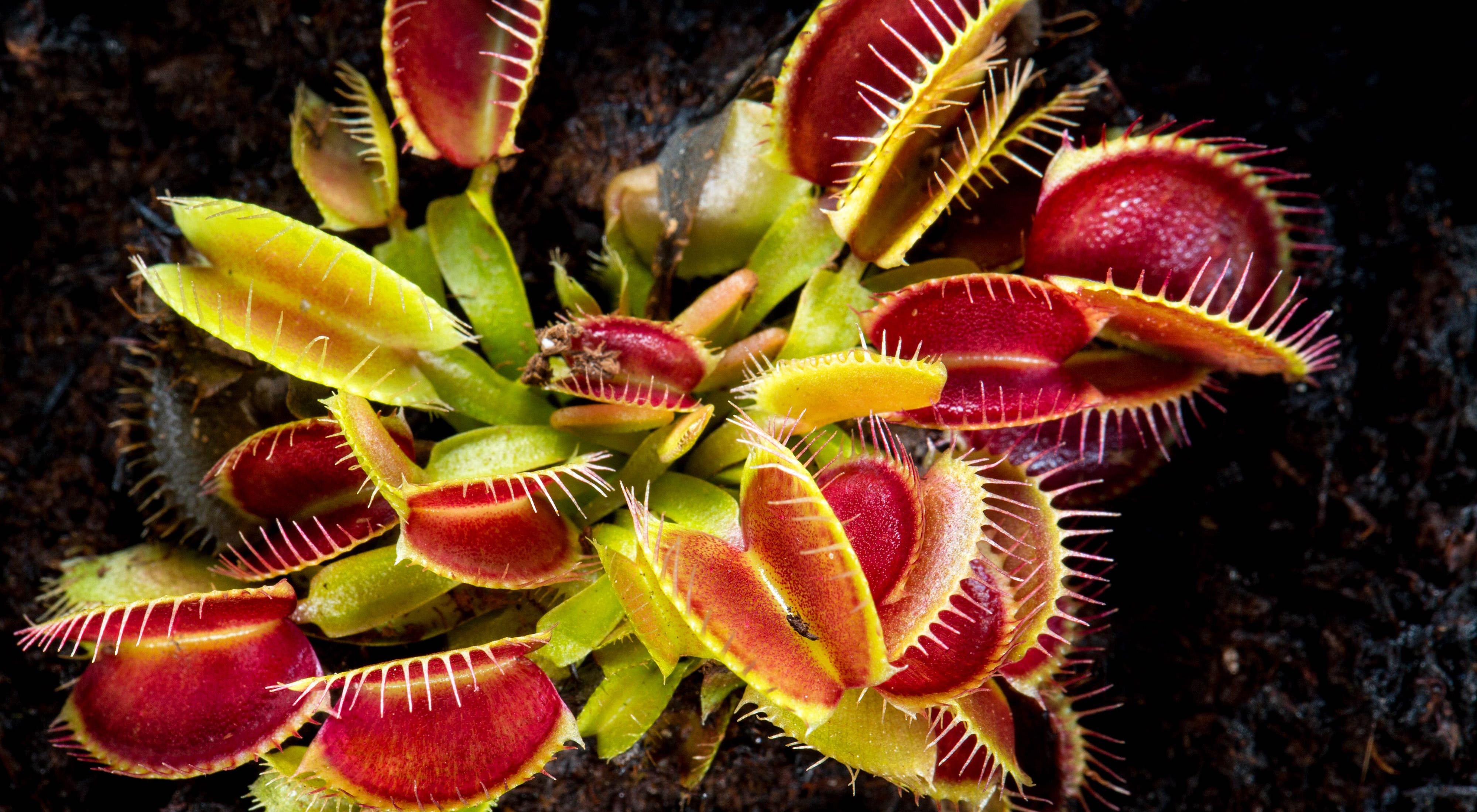 A blooming plant spreads "blooms" that resemble open mouths with teeth.