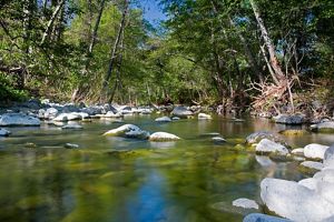 View of creek with large rocks in it surrounded by forest.