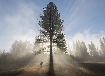 Steven Gnam walks in a foggy meadow beneath a giant ponderosa pine tree in the project area.