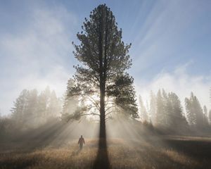Steven Gnam walks in a foggy meadow beneath a giant ponderosa pine tree in the project area.